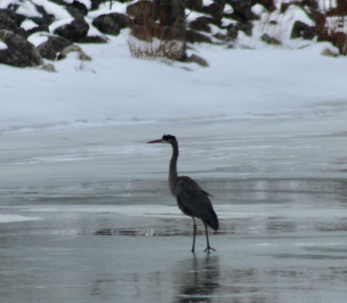 Great Blue Heron - kim nordquest