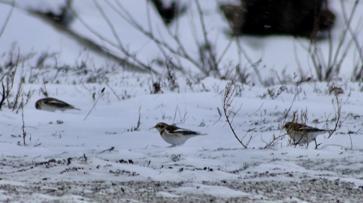 Snow Bunting - ML613925900