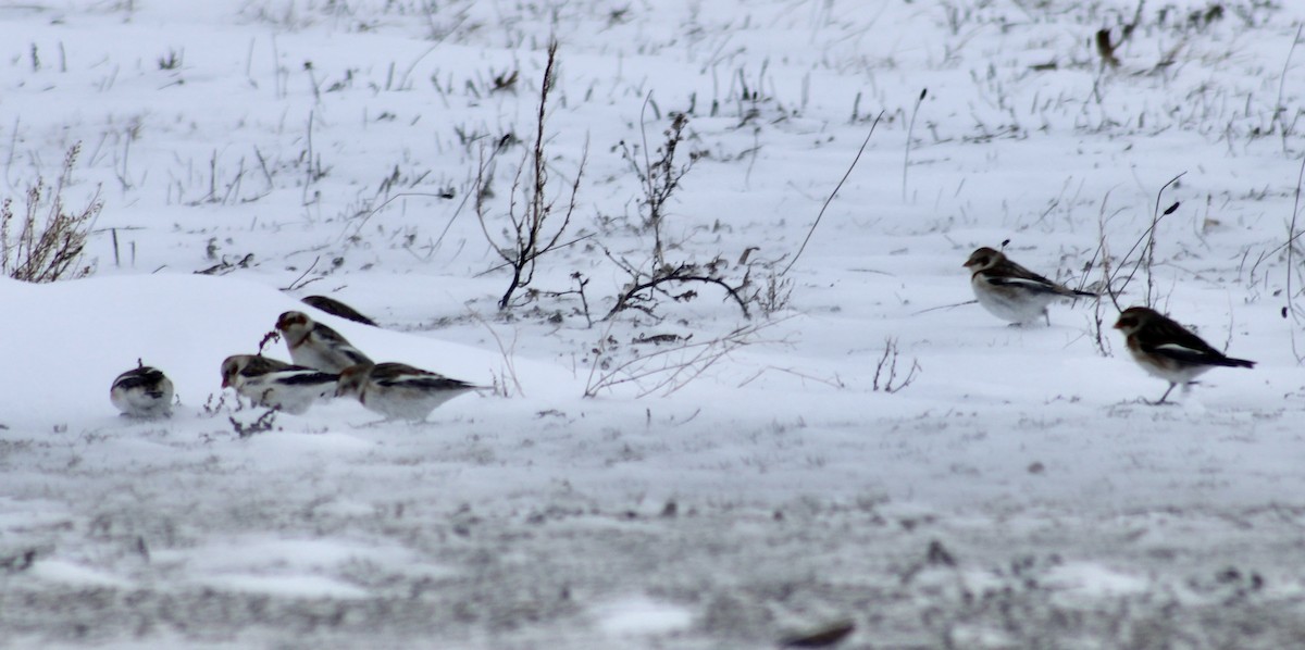 Snow Bunting - ML613925908