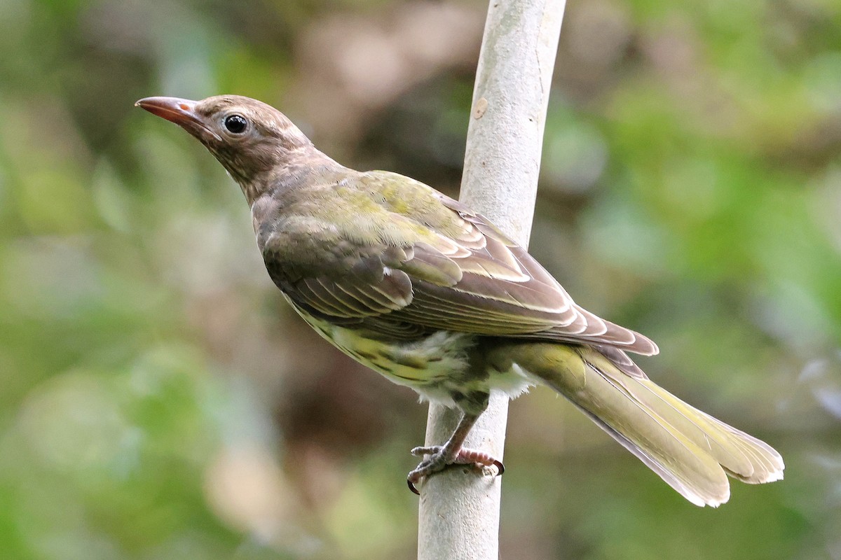 Australasian Figbird - ML613925954