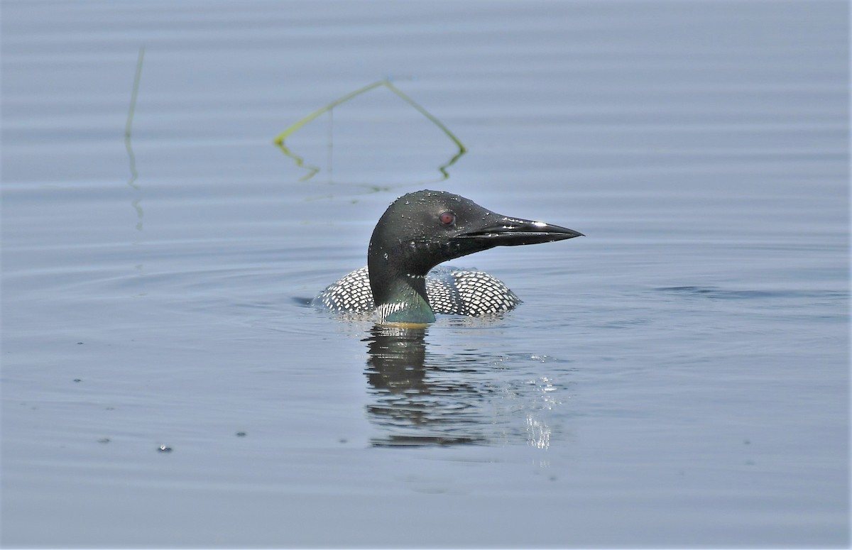 Common Loon - ML613925987