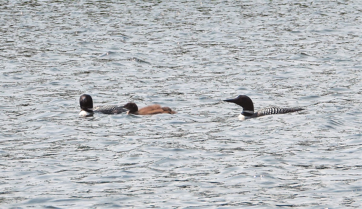 Common Loon - ML613925988