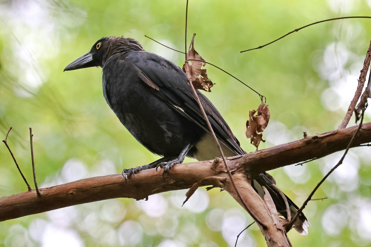 Pied Currawong - ML613926007