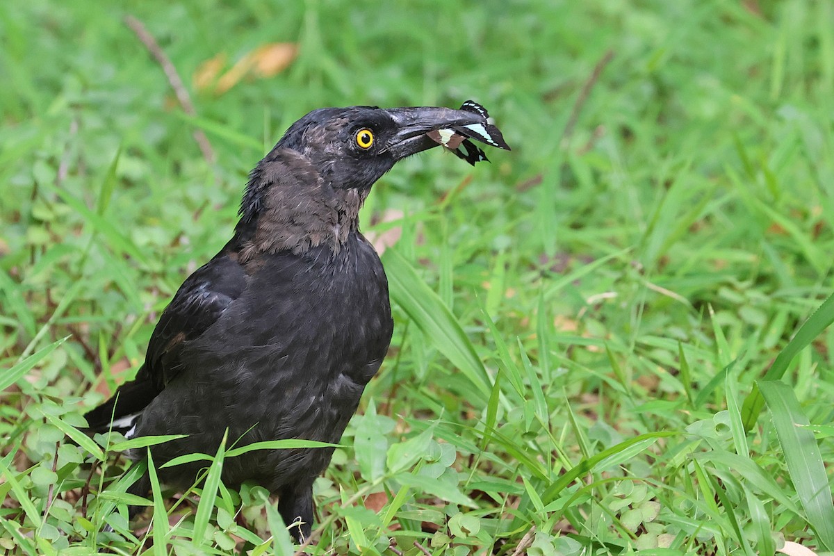 Pied Currawong - ML613926009