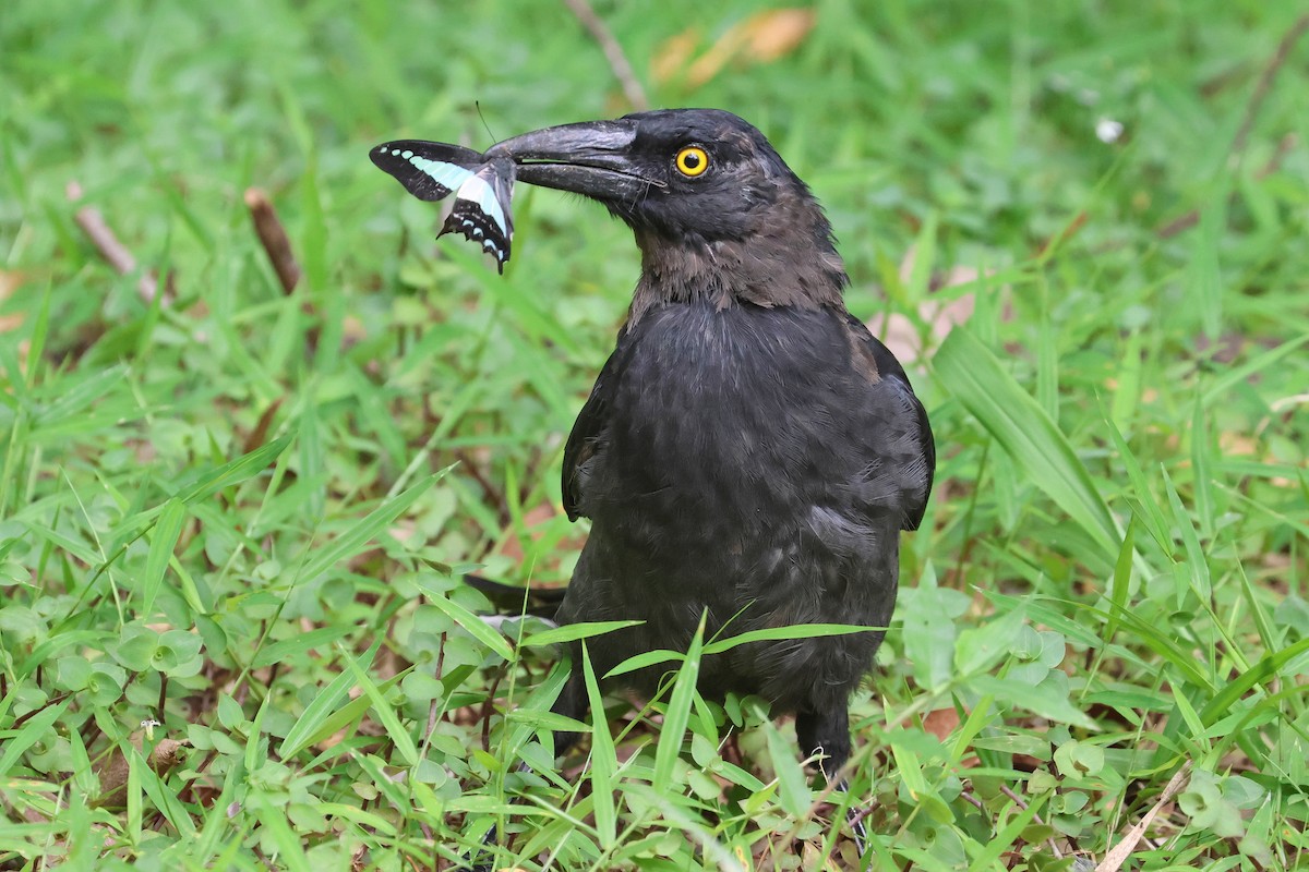 Pied Currawong - ML613926010