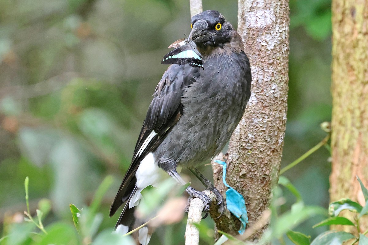 Pied Currawong - ML613926011