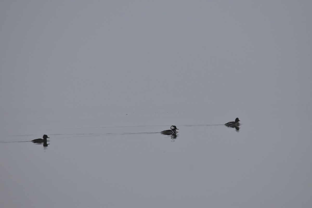 Hooded Merganser - George Zimmer