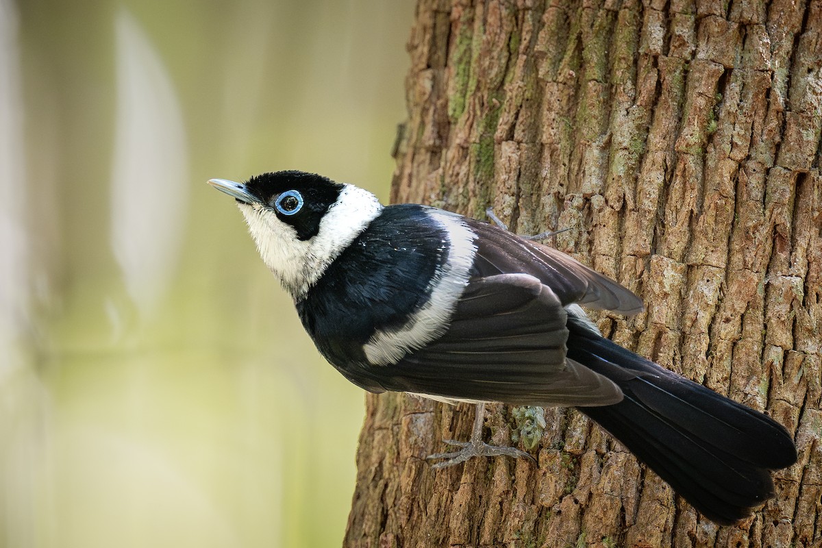 Pied Monarch - ML613926083