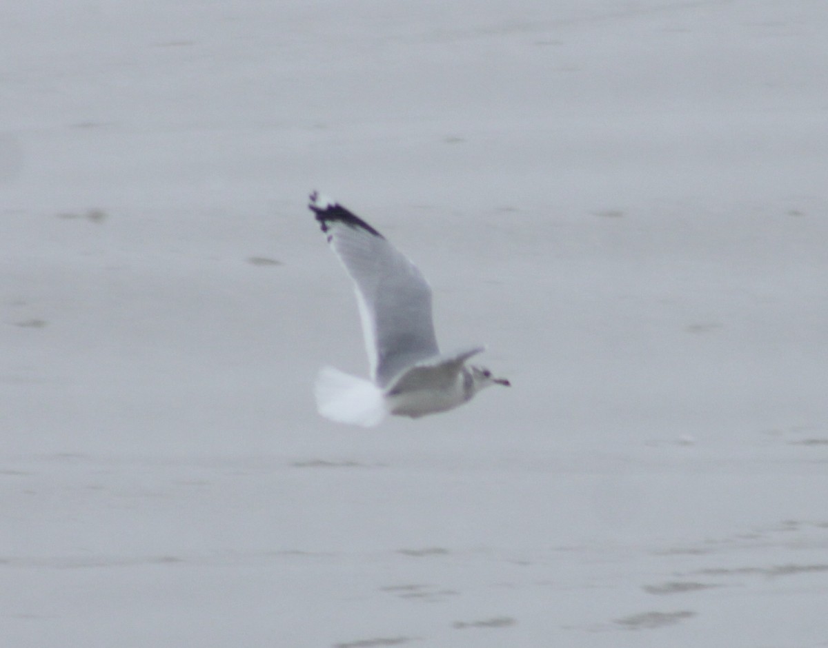 Ring-billed Gull - ML613926085