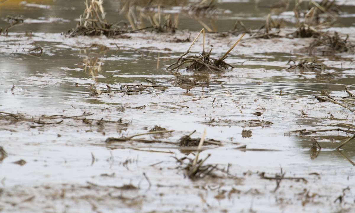 American Pipit - Heather Wolf