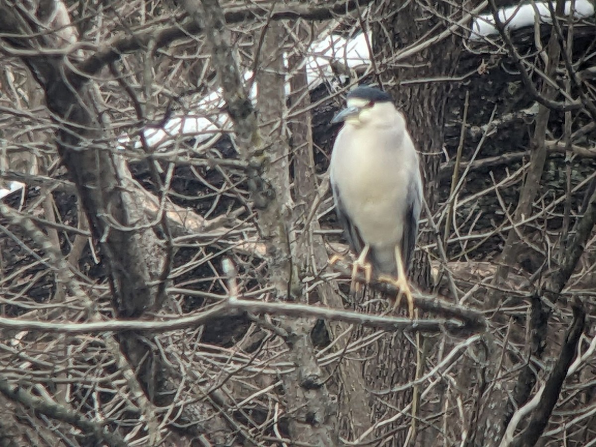 Black-crowned Night Heron - ML613926201