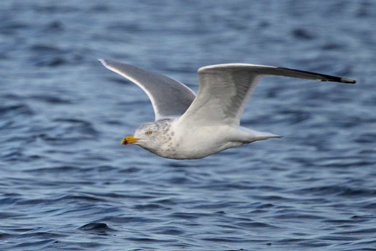 Herring Gull - ML613926314