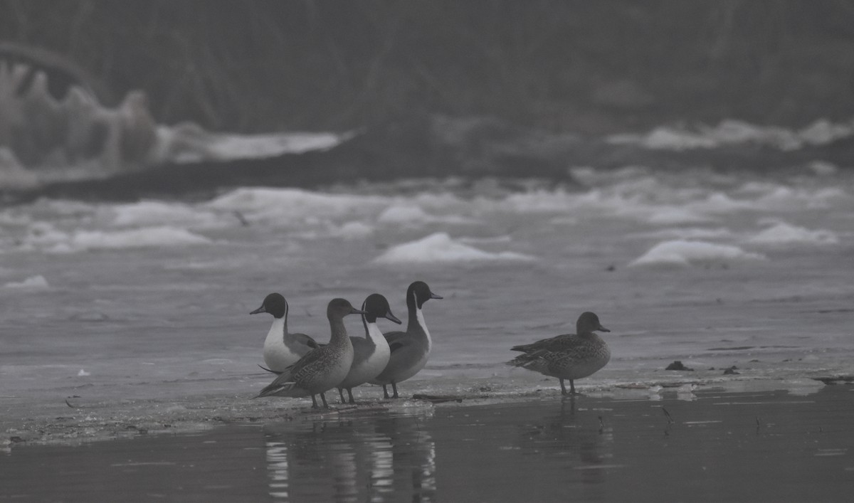 Northern Pintail - ML613926328