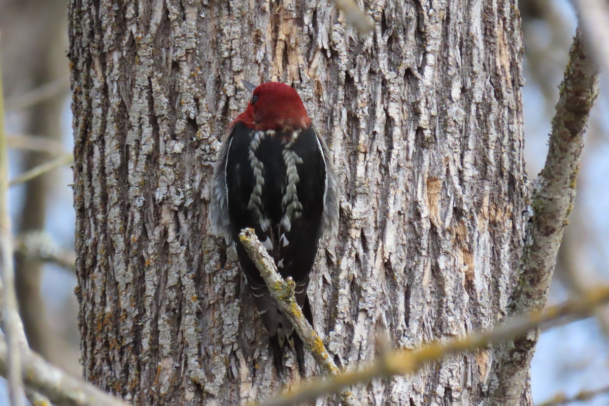 Red-breasted Sapsucker - ML613926329