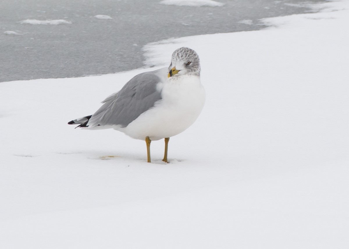 Ring-billed Gull - Jake Nafziger