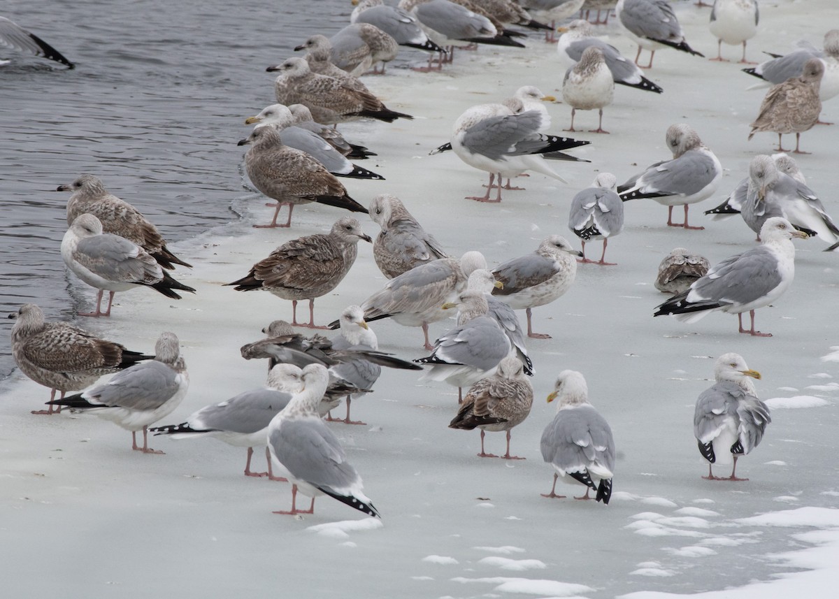 Gaviota Argéntea (americana) - ML613926454