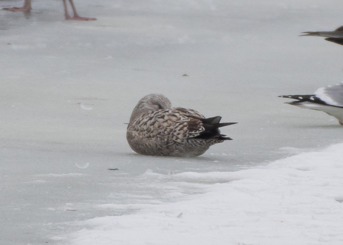 Herring Gull (American) - Jake Nafziger