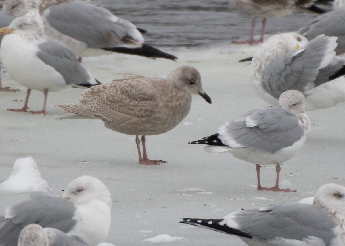 Gaviota Groenlandesa (kumlieni) - ML613926469