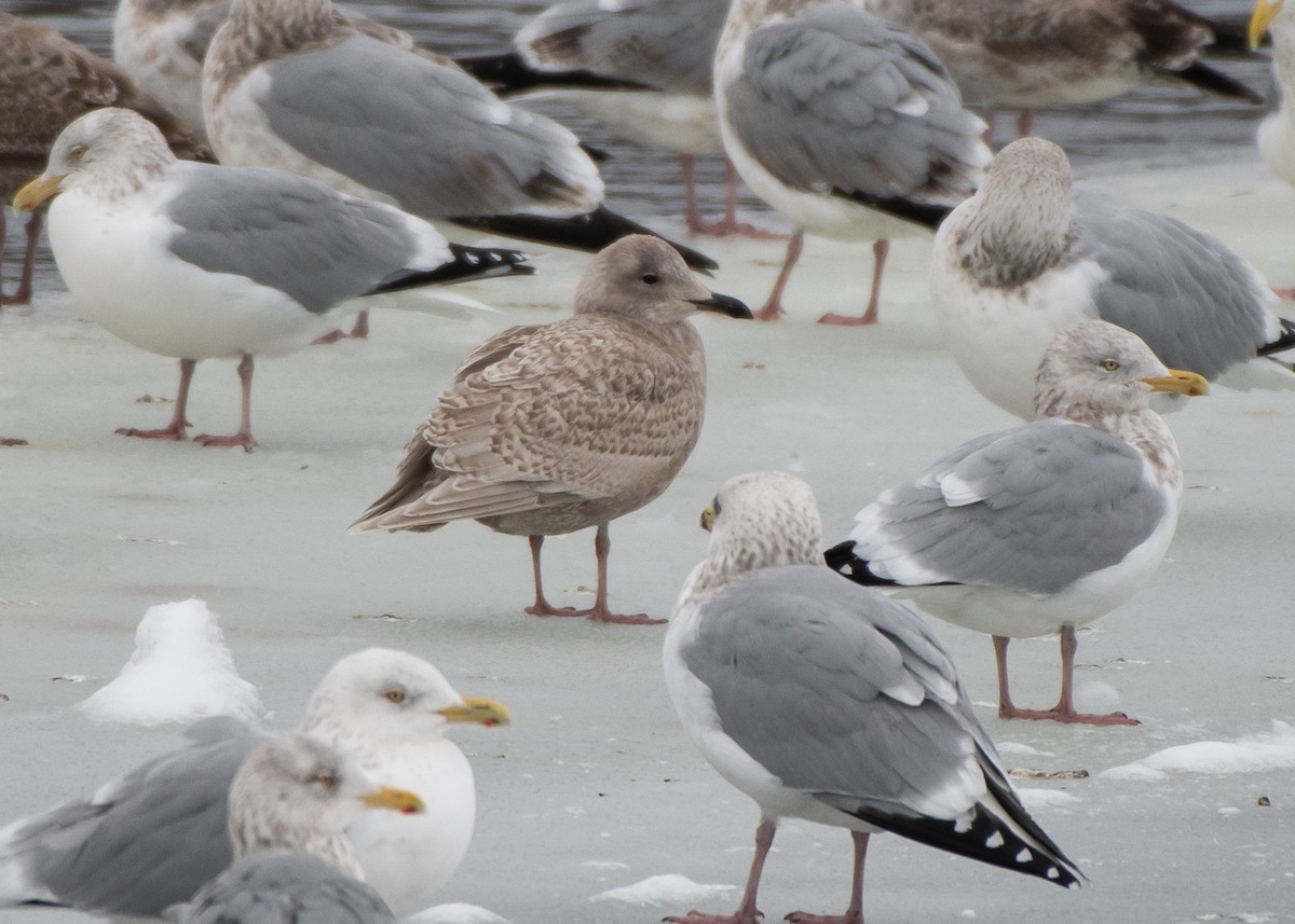 Gaviota Groenlandesa (kumlieni) - ML613926470