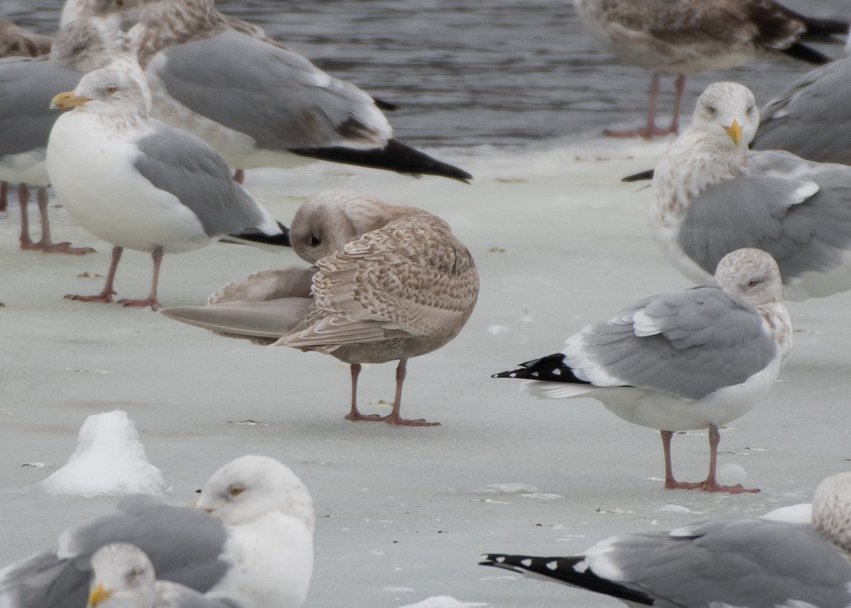 Gaviota Groenlandesa (kumlieni) - ML613926471