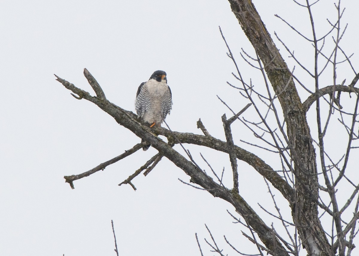 Peregrine Falcon - ML613926474