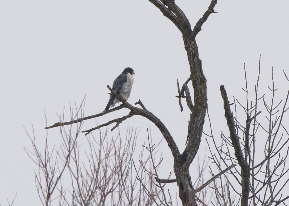 Halcón Peregrino - ML613926475