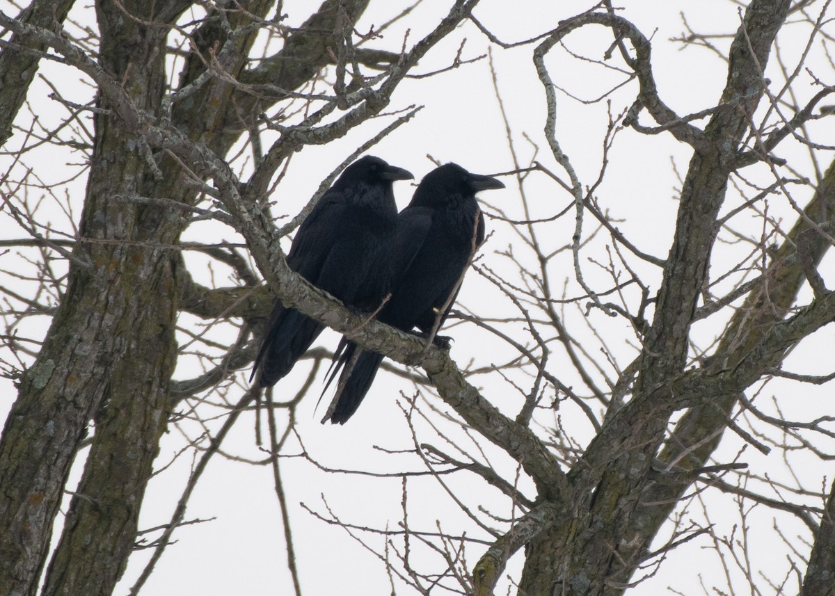 Common Raven - ML613926481