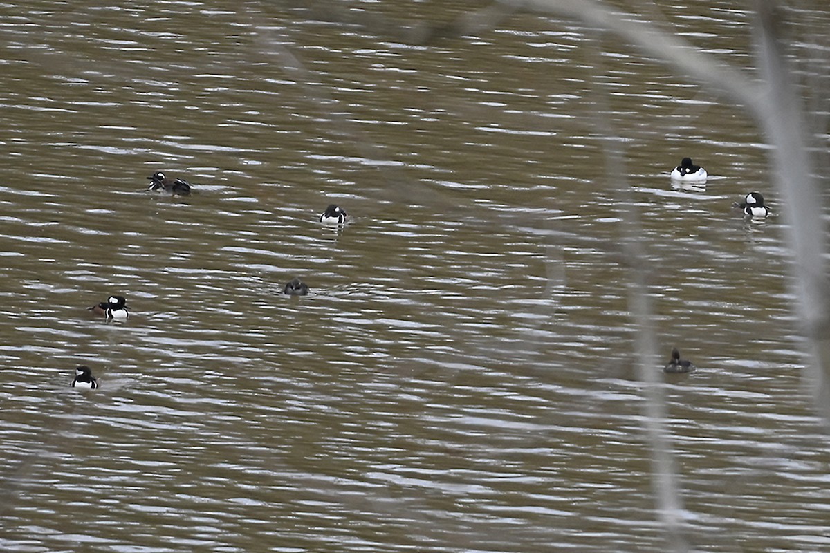 Hooded Merganser - ML613926502