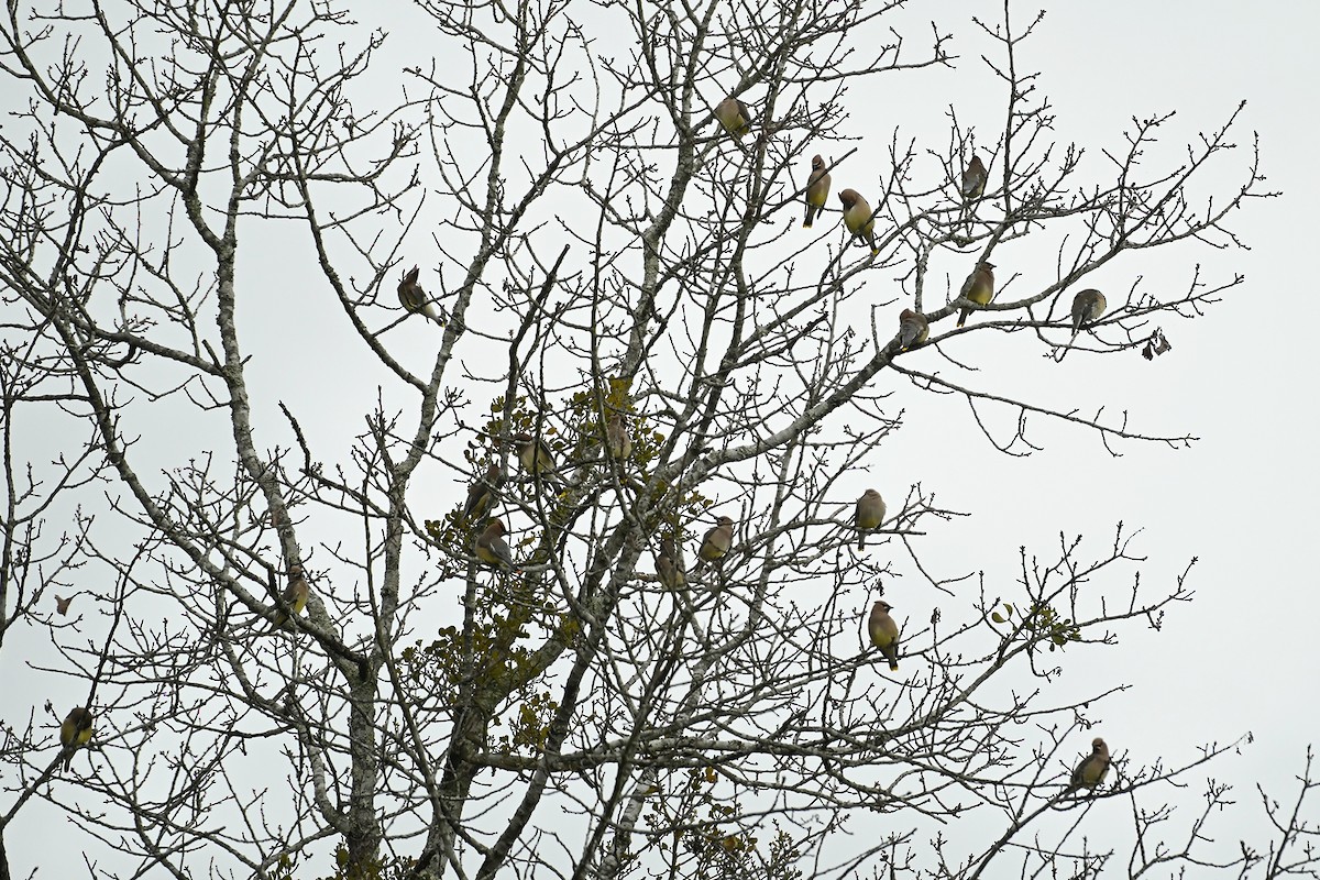 Cedar Waxwing - ML613926507