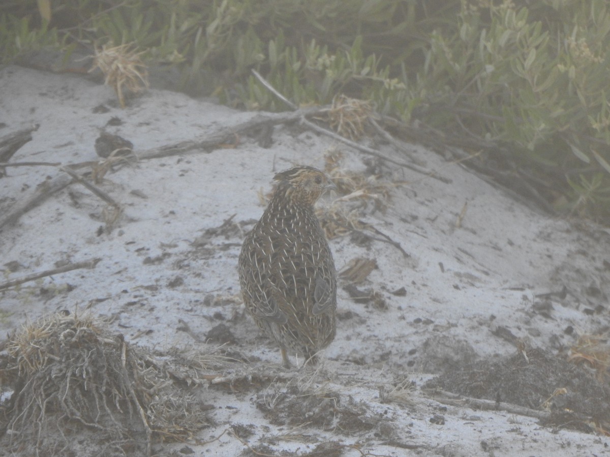 Brown Quail - ML613926513