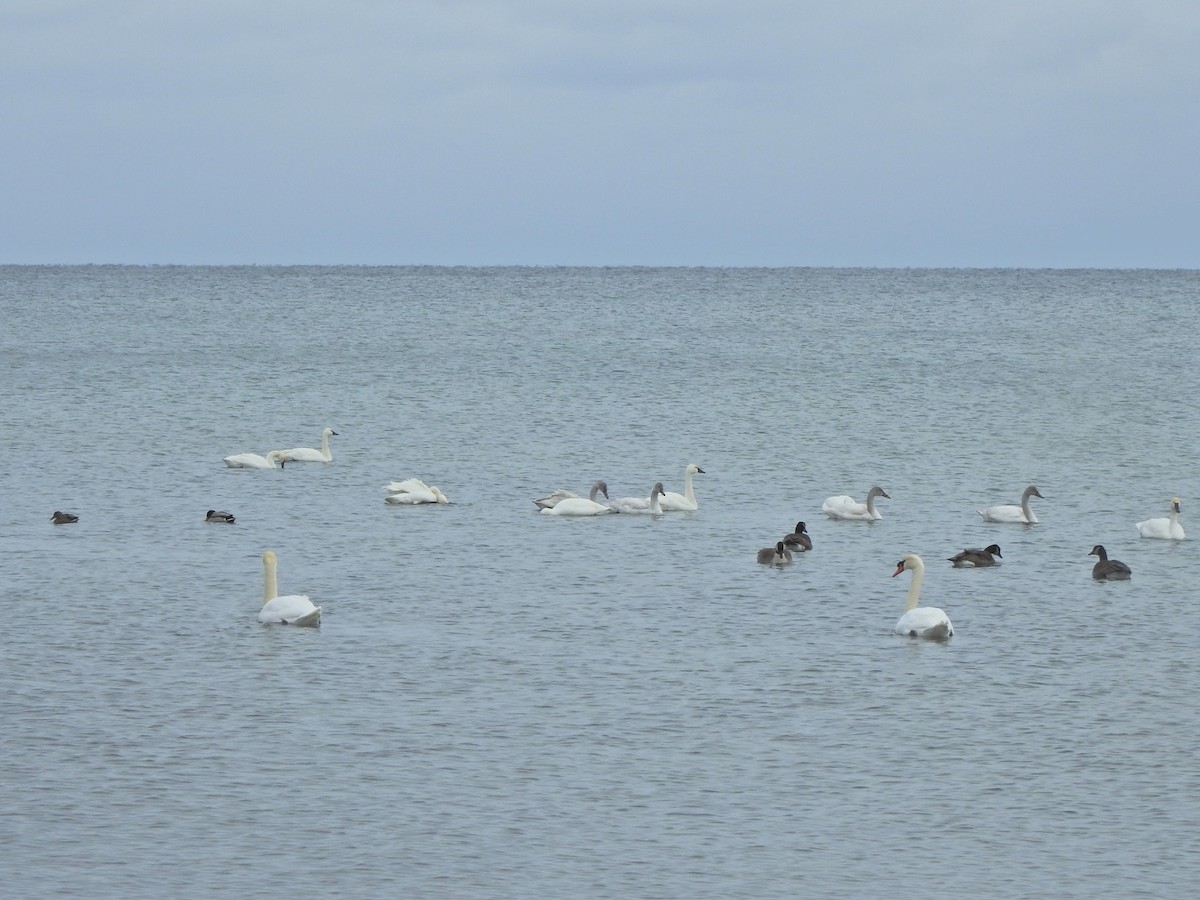 Tundra Swan - ML613926532