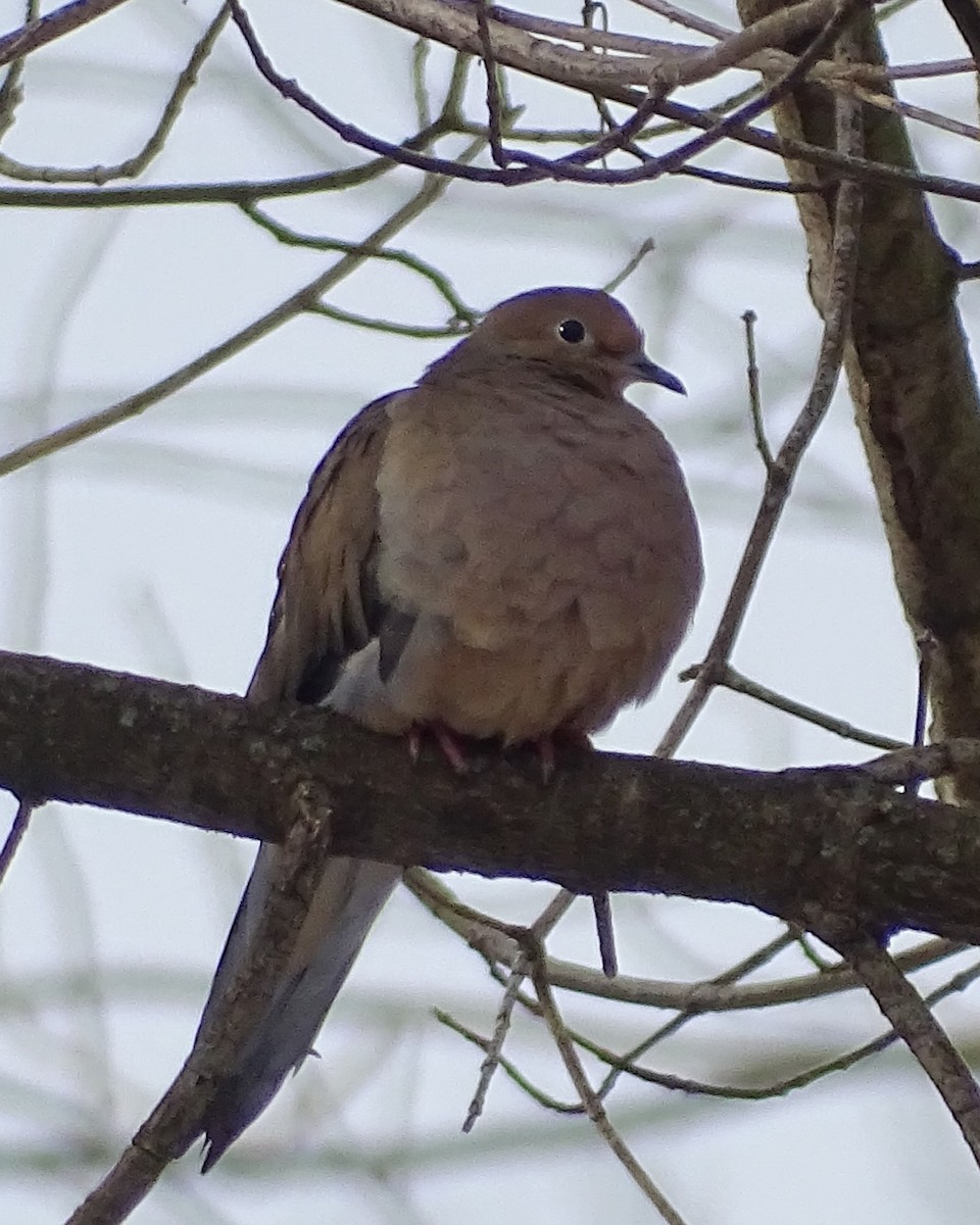 Mourning Dove - ML613926536