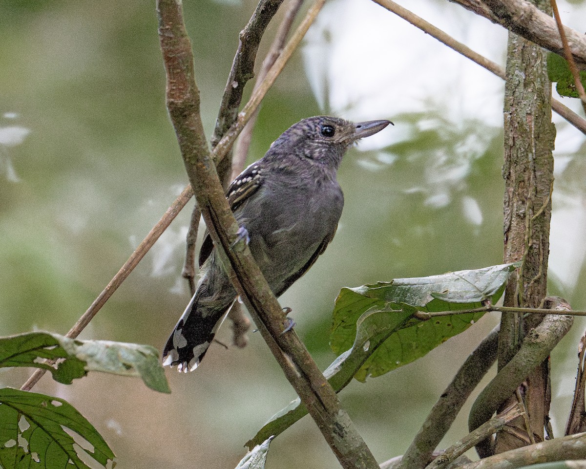 Black-crowned Antshrike - ML613926537