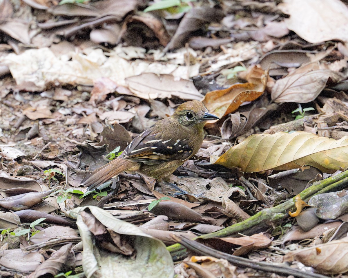 Black-crowned Antshrike - ML613926538