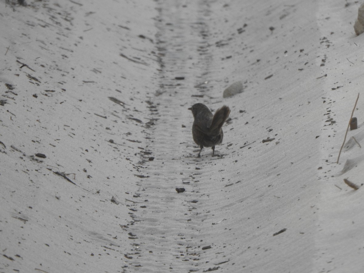 Western Bristlebird - Finn Craig-Harding