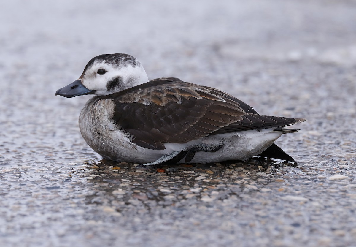 Long-tailed Duck - ML613926585