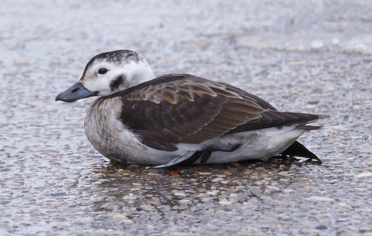 Long-tailed Duck - ML613926587