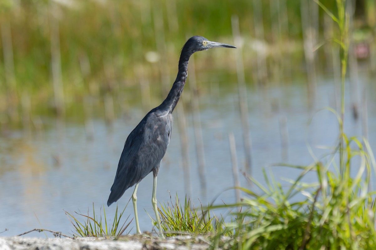 Little Blue Heron - ML613926683