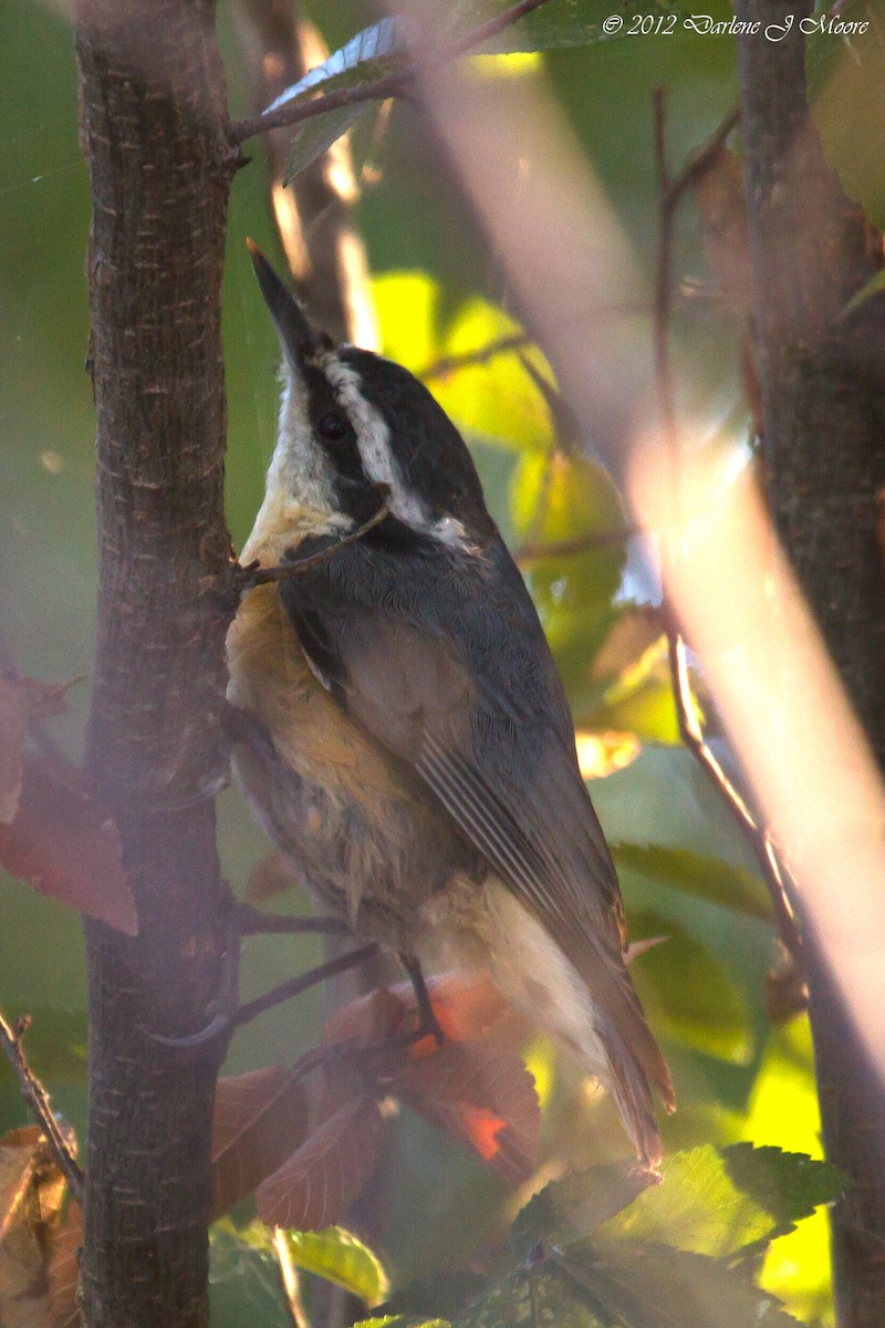 Red-breasted Nuthatch - ML613926734
