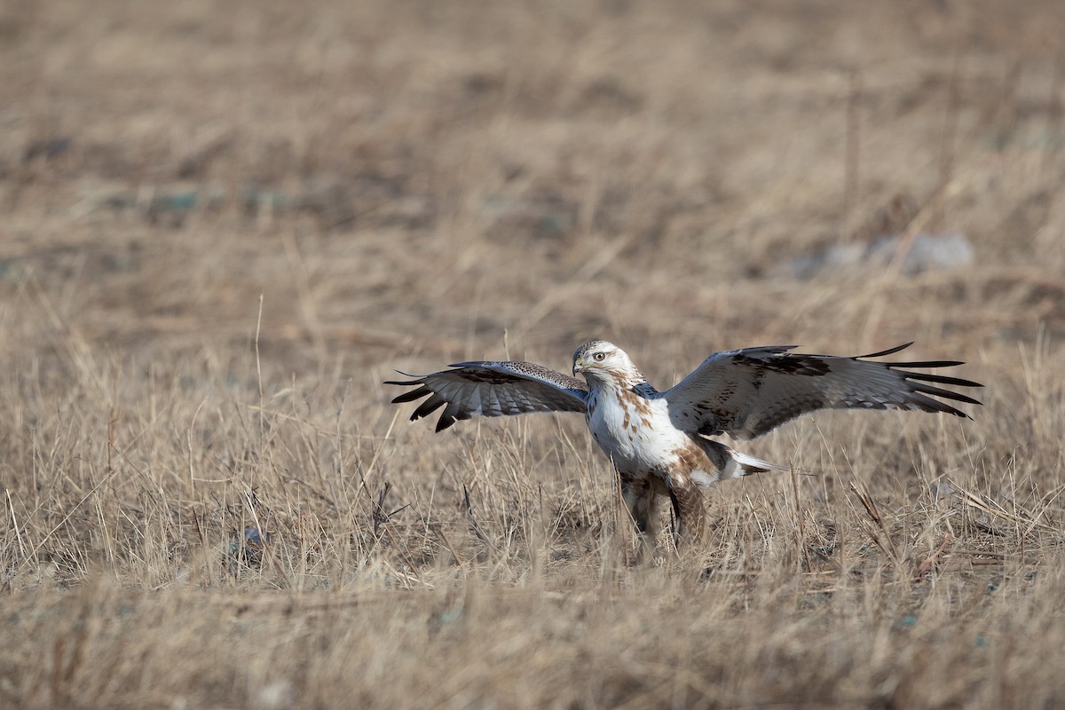 Upland Buzzard - Jun Yang