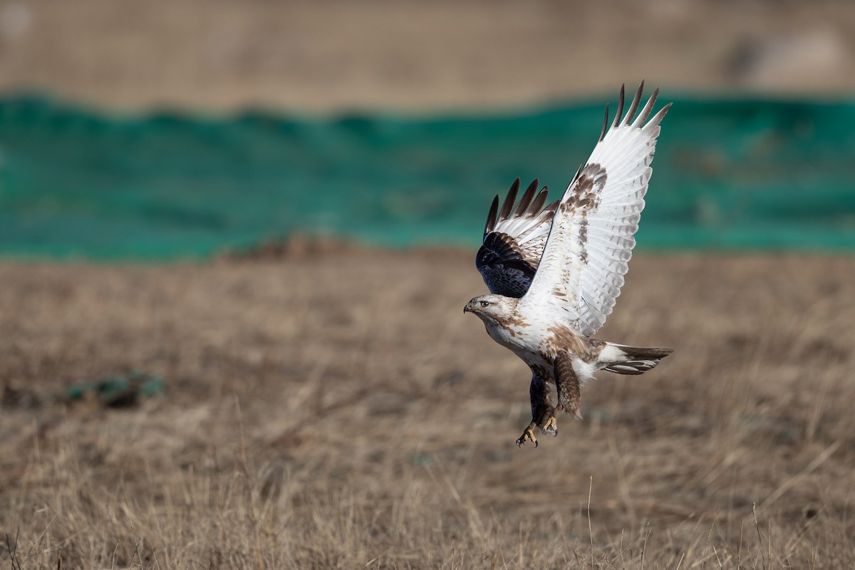 Upland Buzzard - ML613926754