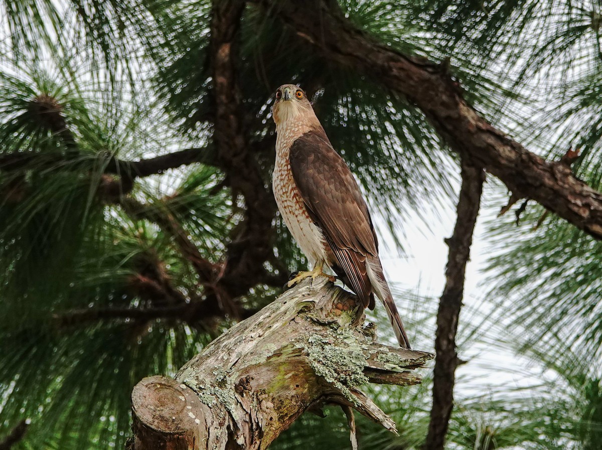 Cooper's Hawk - Larry Theller