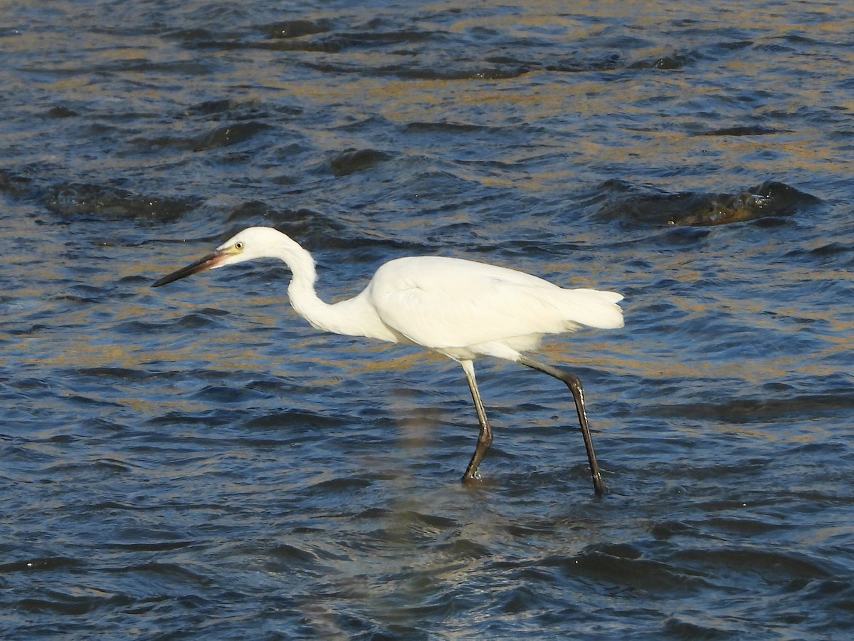 Reddish Egret - Luis "Beto" Matheus