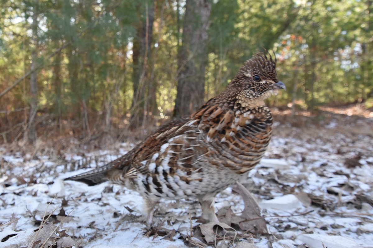 Ruffed Grouse - ML613926868