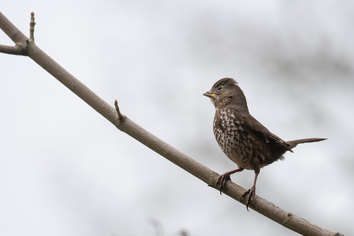 Fox Sparrow (Sooty) - Kyle Landstra