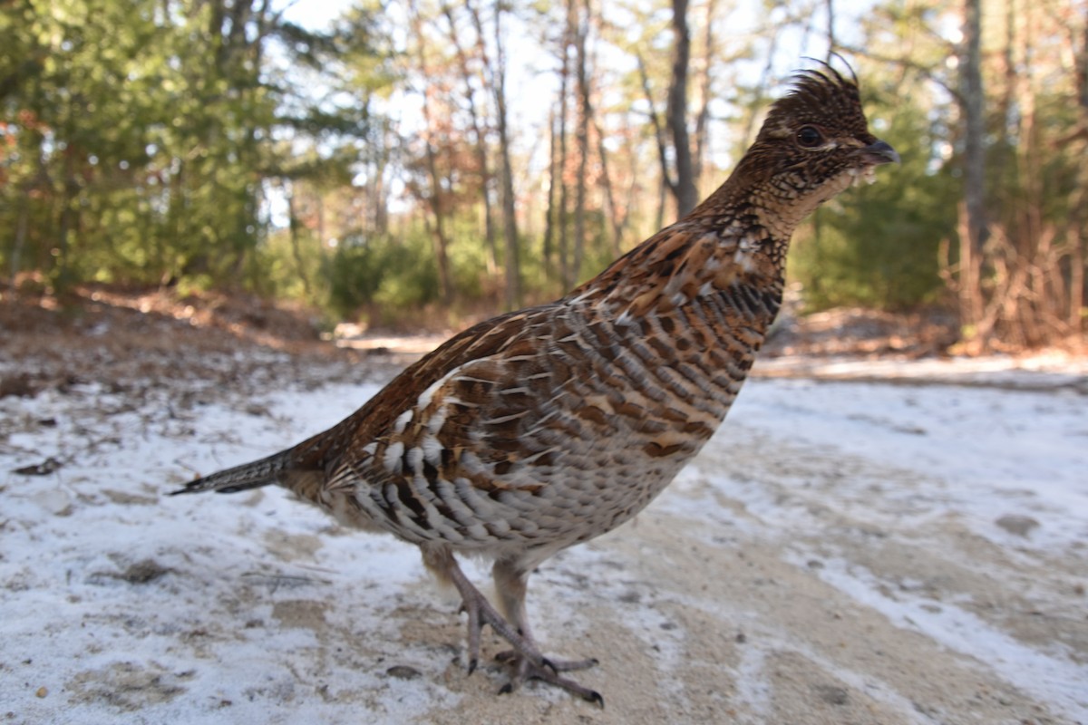 Ruffed Grouse - ML613926917