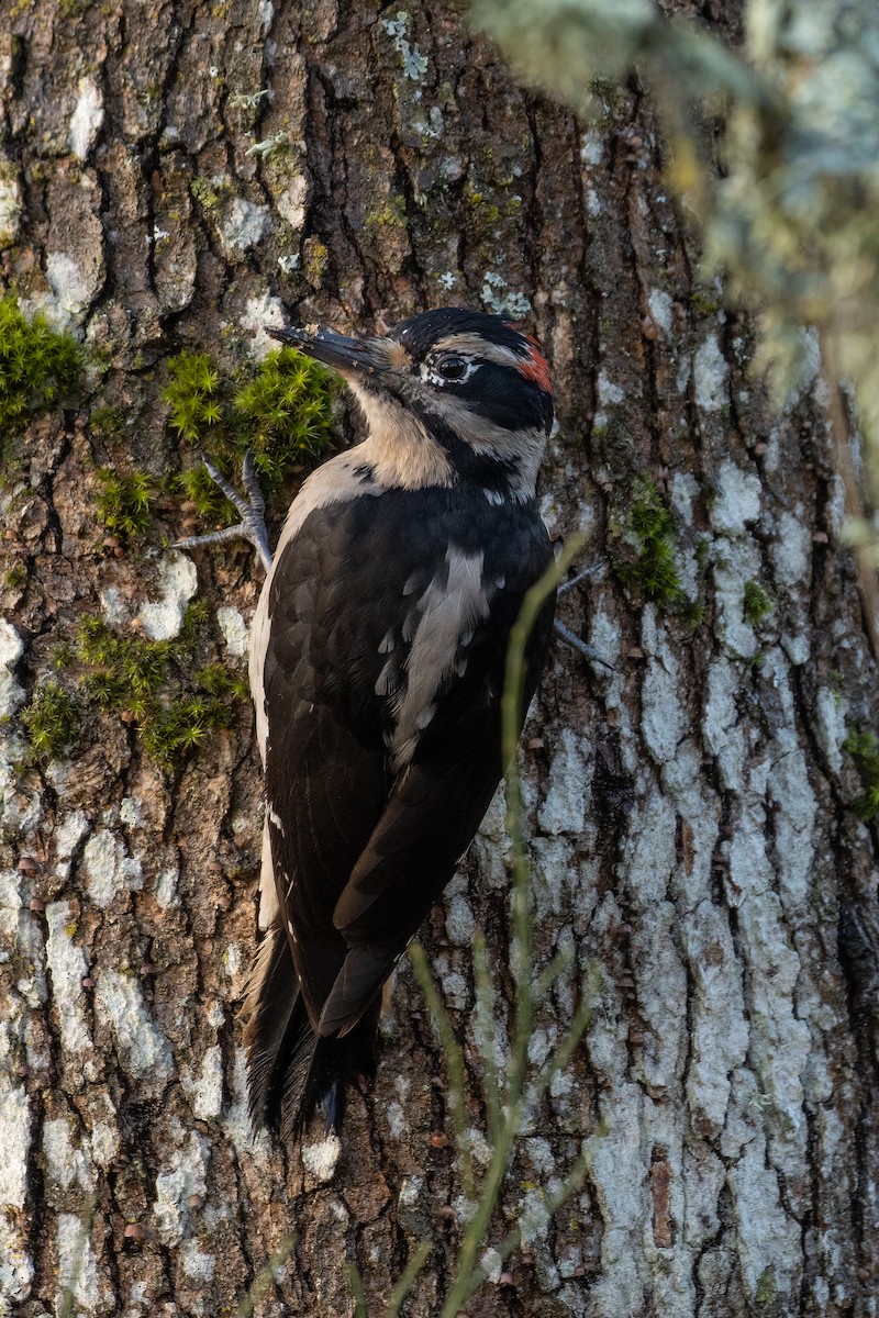 Hairy Woodpecker (Pacific) - ML613926956