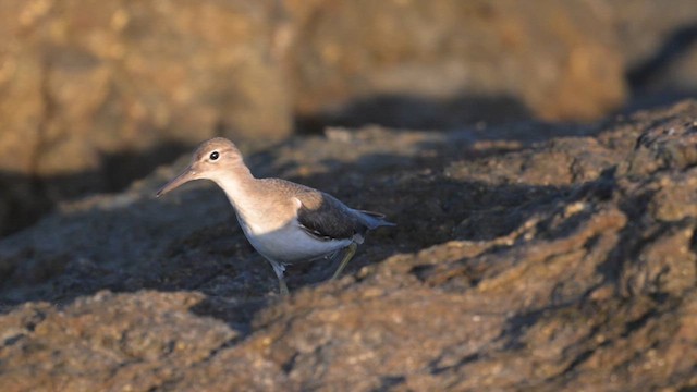 Spotted Sandpiper - ML613926983