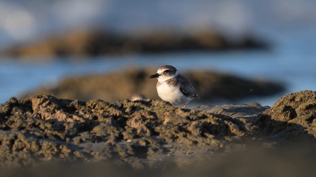 Wilson's Plover - ML613927014