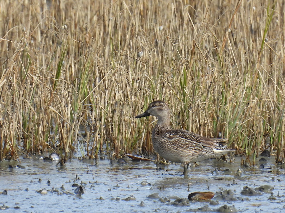 Green-winged Teal - ML613927023